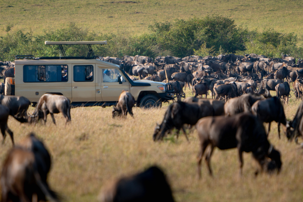 Wildebeest migration
